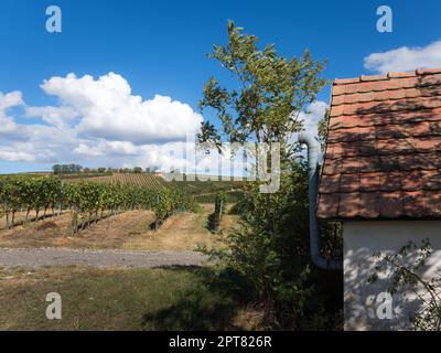 Austria, Burgenland, Oberpullendorf distretto, vicino a Neckenmarkt, vigneti a sunrise in autunno, vista su Deutschkreutz, Blaufraenkischland Foto Stock