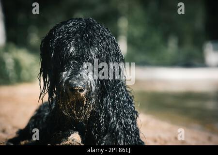 Ritratto di un cane Goldendoodle. Il cane è sdraiato sulla spiaggia con ricci bagnati lunga pelliccia nera marrone chiaro. Intimo cane di famiglia. Foto animale di un cane Foto Stock