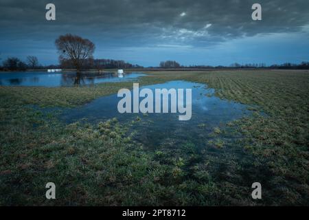 Prato con pozze primaverili in serata nuvolosa, Nowiny, Lubelskie, Polonia Foto Stock