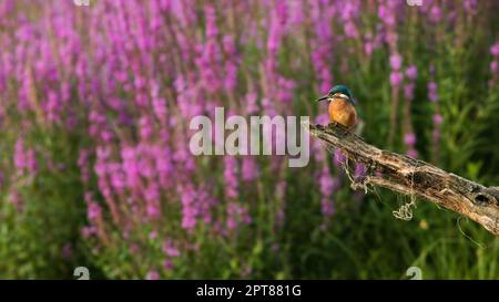 Martin pescatore comune, alcedo atthis, seduto sul ramo con fiori sullo sfondo. Colore uccello riposante su albero con fiori selvatici. Animali in piuma Foto Stock