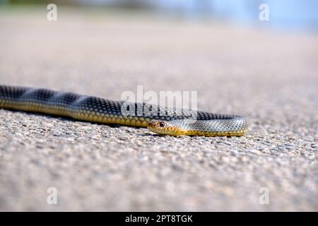 Guarda il tuo passo, serpente marrone orientale sulla strada. Garder Snake a terra. Scarica l'immagine Foto Stock