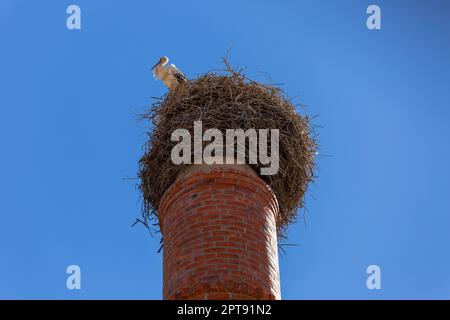Cicogna in un grande nido fatto di rami su un camino in Algarve, Portogallo Foto Stock