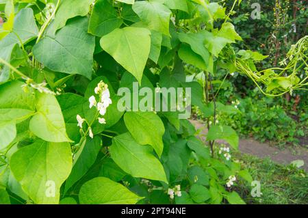 Colore Bianco fiore fagioli sulla foglia verde dello sfondo. Foto Stock