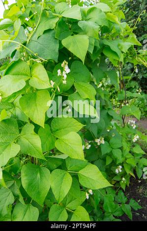 Colore Bianco fiore fagioli sulla foglia verde dello sfondo. Foto Stock