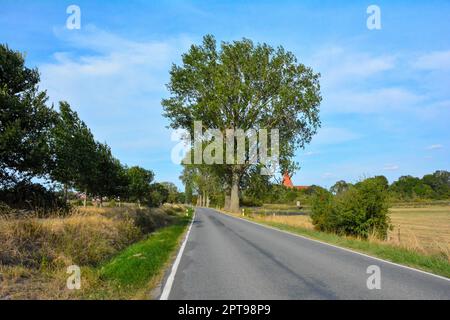 Strada di campagna vuota con alberi e cielo. Sull'isola di Poel, verso Kirchdorf, Germania Foto Stock