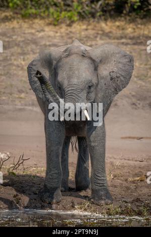 L'elefante africano è in piedi sollevando il tronco sulla riva del fiume Foto Stock