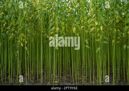 Campo di piantagione di iuta verde. Pianta di iuta grezza trama sfondo. Questa è la cosiddetta fibra d'oro in Bangladesh Foto Stock