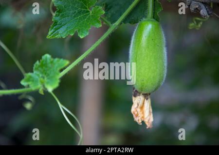 Cera Gourd Chalkumra vegetale organico. Ash Gourd semi di melone d'inverno. Benincasa hispida Foto Stock