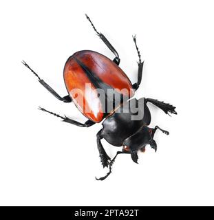 Bug audaci e belli. Studio di un coleottero rosso e nero isolato su bianco Foto Stock