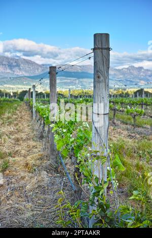 Wester Cape Winelands. Una vista panoramica di un vigneto nelle vigne del Capo Foto Stock