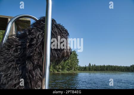 Ritratto di un cane Goldendoodle. Il cane è seduto su un molo, che si affaccia sul lago. Camice marrone chiaro nero, lungo e riccio. Intimo cane di famiglia. Animale Foto Stock