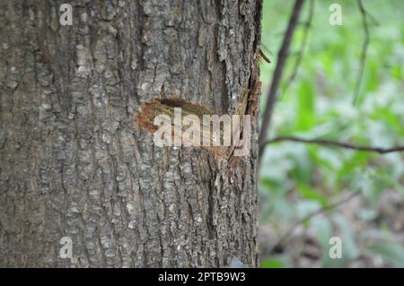 Raccolta di sap acero su un albero in una foresta Foto Stock
