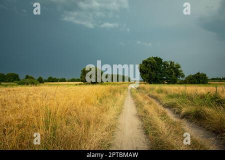 Strada sabbiosa attraverso campi di grano e cielo nuvoloso, Nowiny, Polonia Foto Stock