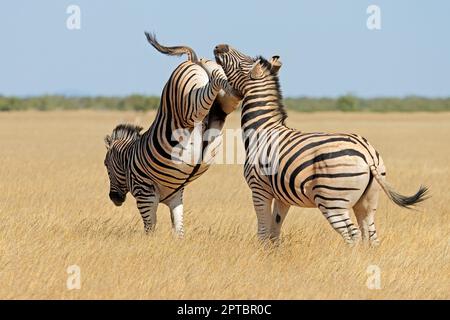 Due stalloni zebra pianure (Equus burchelli) combattendo e calci, Parco Nazionale Etosha, Namibia Foto Stock