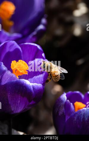 Miele Bee foraggio per polline e nettare su un fiore porpora di croco Foto Stock