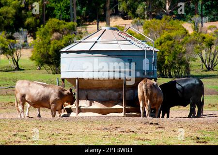 Silo di alimentazione del bestiame - Australia Foto Stock