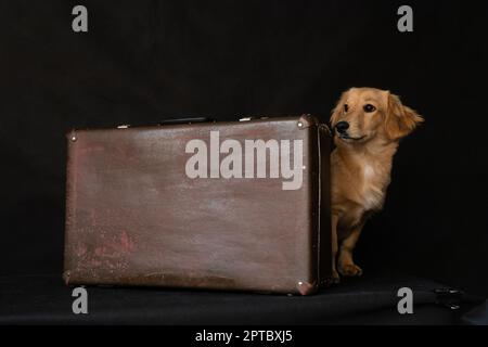 Un cane dal pelo rosso e dall'aspetto di un dachshund, si sbircia da dietro una valigia, su uno sfondo nero all'interno dello studio. Foto Stock