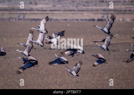 Gru Sandhill (Antigone canadensis) che decolgono da un campo vicino a Othello, Adams County, Eastern Washington state, USA. Foto Stock