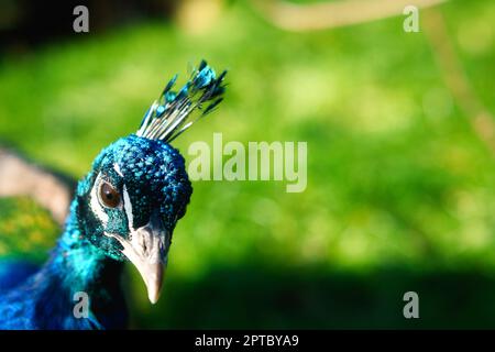 Il pavone dell'uccello attacca la sua testa nell'immagine. Elegante uccello dai colori magnifici. Foto di animali Foto Stock