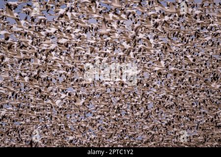 Migliaia di oche da neve (Anser Caerulescens) si illuminano su un campo vicino a Othello, Adams County, Eastern Washington state, USA. Foto Stock