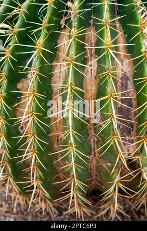 Foto di primo piano del Cactus di Barrel dorato (Echinocactus grusonii). Desert Botanical Garden, Phoenix, Arizona, USA. Foto Stock