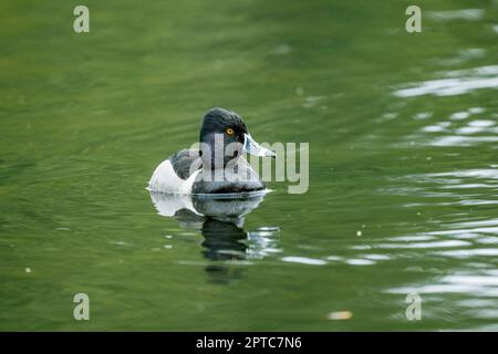 Un'anatra maschio con collo ad anello (Aythya Collaris) sta nuotando sul Lago giallo, Sammamish, King County, Washington state, USA. Foto Stock