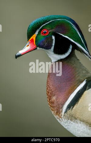 Ritratto di un maschio (drake) anatra di legno o Carolina anatra (Aix spugsa) a Yellow Lake, Sammamish, King County, Washington state, USA. Foto Stock