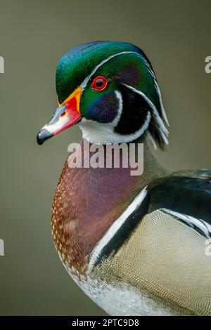 Ritratto di un maschio (drake) anatra di legno o Carolina anatra (Aix spugsa) a Yellow Lake, Sammamish, King County, Washington state, USA. Foto Stock