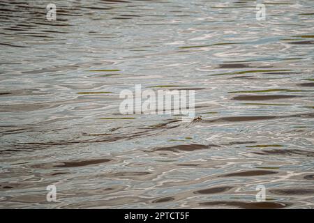 Grass Snake galleggia lungo il fiume. Serpenti su superficie di acqua. Foto Stock