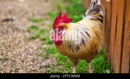 Gallina in una fattoria alla ricerca di cibo. Gli uccelli liberi che grattano il terreno per mangiare. Animali da fattoria in primo piano Foto Stock