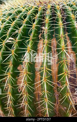 Foto di primo piano del Cactus di Barrel dorato (Echinocactus grusonii). Desert Botanical Garden, Phoenix, Arizona, USA. Foto Stock