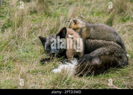 Una volpe rossa (Vulpes vulpes) (morph d'argento) nella tana con cuccioli (kit) all'American Camp (San Juan Island National Historical Park) a San Ju Foto Stock