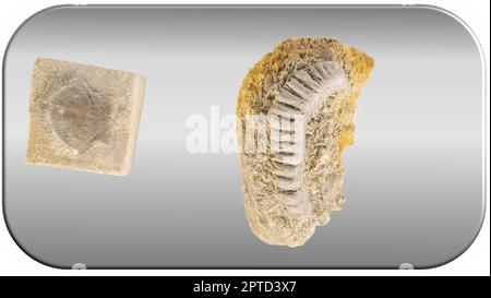 Kit di scavo fossile archeologico. Dinosauro dinosauro piede mare animale pesce scheletro pianta conchiglia. Pietra antica. Evoluzione rock preistorica arte Paleonto Foto Stock