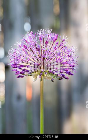 Primo piano di un fiore di allio viola Foto Stock