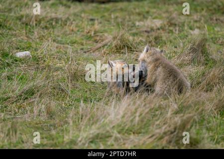 Cuccioli di volpe rossa (vulpes) (kit) che giocano nella zona della tana all'American Camp (San Juan Island National Historical Park) sull'isola di San Juan, nel San Foto Stock