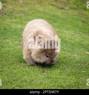 Maria Island Wombat mangiare erba Foto Stock