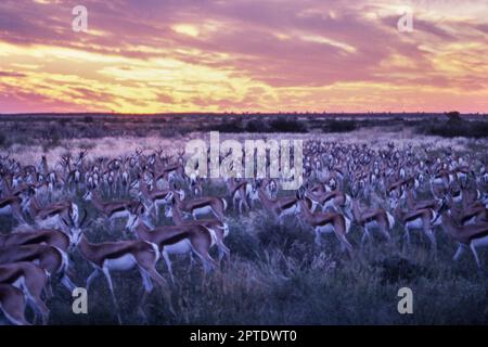 Springbok (Antidorcas marsupialis), Central Kalahari Game Reserve, Ghanzi, Botswana, Africa Foto Stock