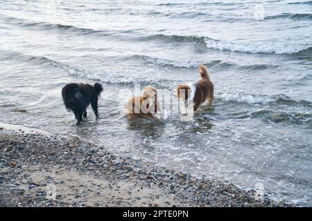 Goldendoodle e cani pastore australiani che giocano in mare. Frolicking in acqua con un sacco di divertimento. Foto degli animali sulla spiaggia Foto Stock