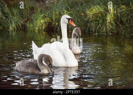 famiglia di cigni madre e due anatroccoli nuotare sul fiume nel loro habitat naturale Foto Stock