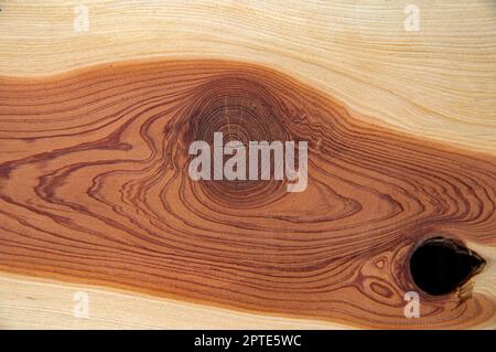 Trama di una sezione longitudinale di un tronco d'albero. Bough nell'albero. Immagine di sfondo. Modello per il testo. Disegno naturale astratto. Bel legno te Foto Stock