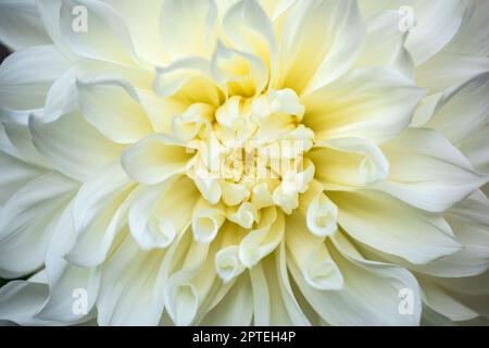 Fiore di dhalia singolo nel giardino di thge Foto Stock