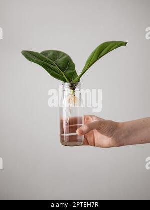 Propagazione della foglia di Fiddle Fig. Bottiglia di vetro femmina con presa a mano con acqua e taglio radicato con due foglie e radici bianche. Come propagare la foglia di fiddle Foto Stock