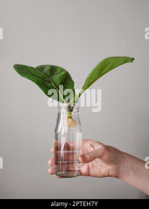 Propagazione della foglia di Fiddle Fig. Bottiglia di vetro femmina con acqua e taglio con due foglie di ficus lyrata con radici bianche. Come propagare f Foto Stock