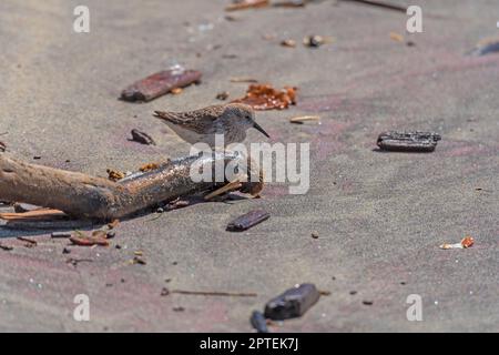 Western Sandpiper alla ricerca della spiaggia a Pfeiffer Beach in California Foto Stock