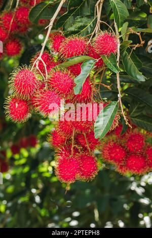 Il rambutan sull'albero è un frutto dolce che molte persone amano popolare in Thailandia Foto Stock