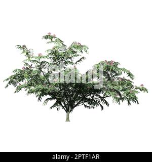 Mimosa Tree isolato su sfondo bianco vista frontale Foto Stock
