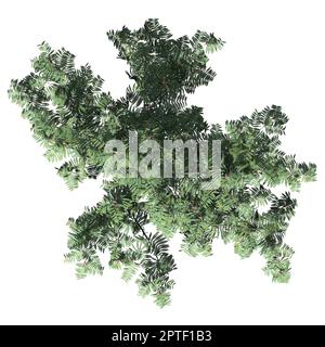 Mimosa Tree isolato su sfondo bianco vista frontale Foto Stock