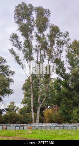 Alveari messi in una foresta di eucalipti. Il miele di eucalipto è uno dei più apprezzati Foto Stock