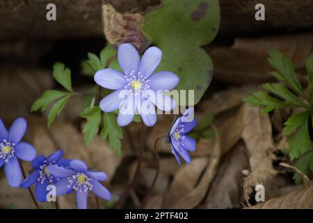 Blue Hepatica nobilis (Liverleaf) piante primaverili in fiore, Anemone hepatica, l'hepatica comune, l'erba livrea, il kidneywort o il pennywort Foto Stock