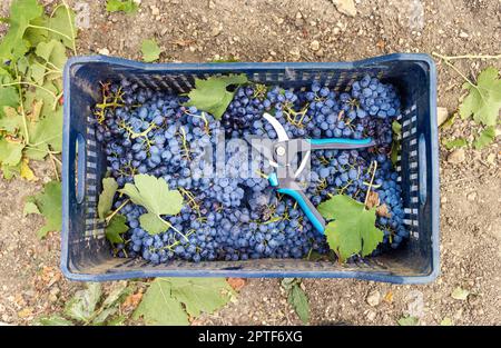 Uve rosse appena tagliate e raccolte con secatori in cassa plastica vista dall'alto durante la vendemmia nel vigneto del Sud Italia. Foto Stock